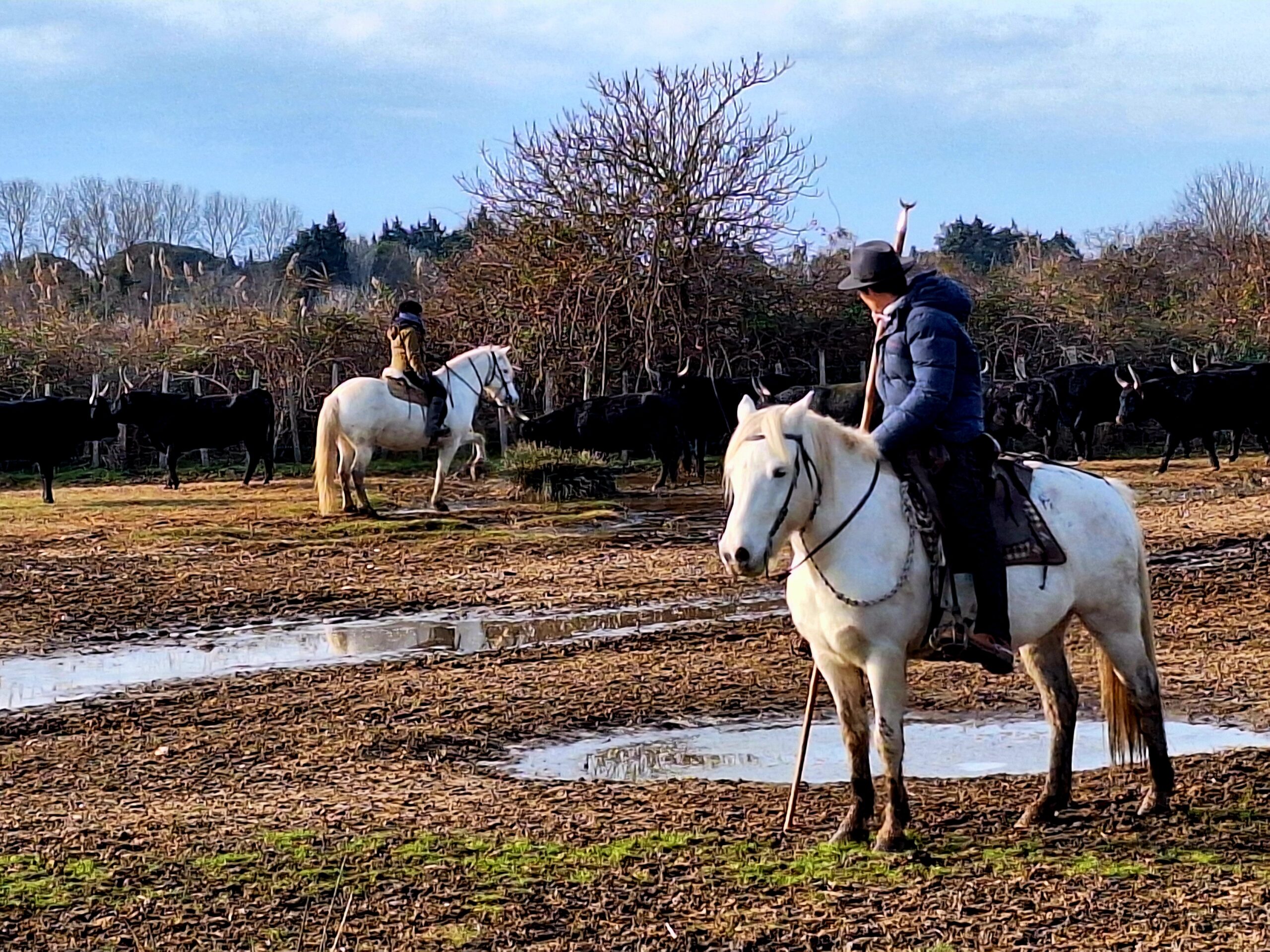 Impressions camarguaises sur les traces de Crin Blanc